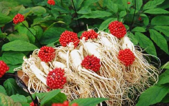 Ginseng root increases male potency, which contributes to the growth of the penis head. 
